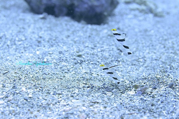 黄金崎のネジリンボウとヒレナガネジリンボウ