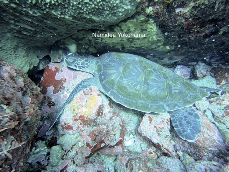 今回も同じ場所、同じ体勢でいてくれたウミガメ