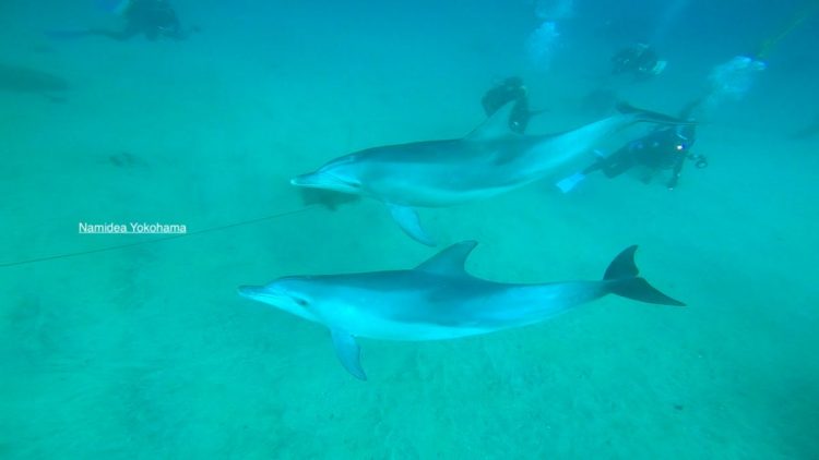 ミナミバンドウイルカ 初島 ダイビング