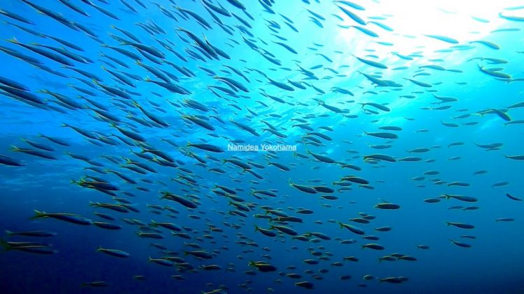 Namidea 初島ツアー 浅場のタカベ