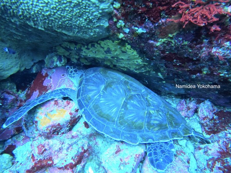 今日の伊豆海洋公園にはカメもいました！