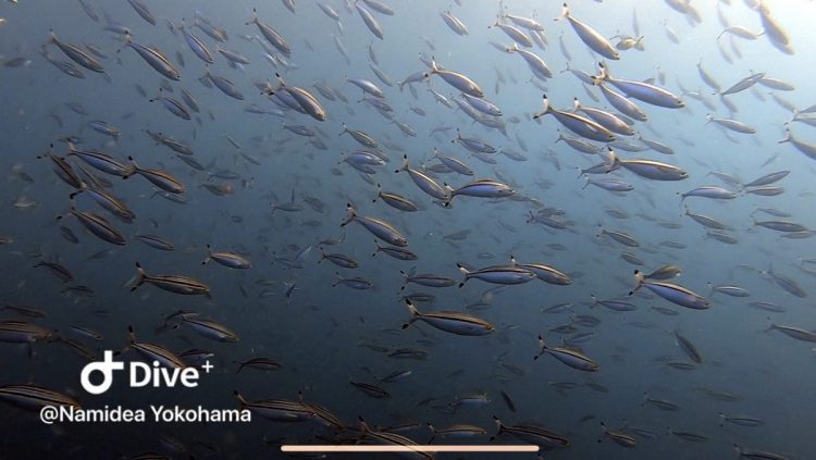 冬の神子元ツアー開催！