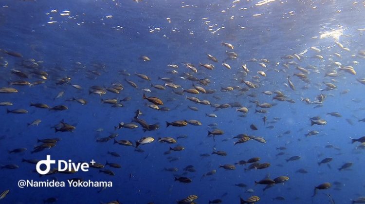 冬の神子元ツアー開催！