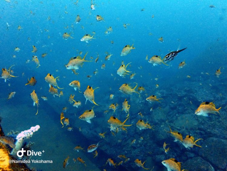 Namideaクリスマス最終週末!