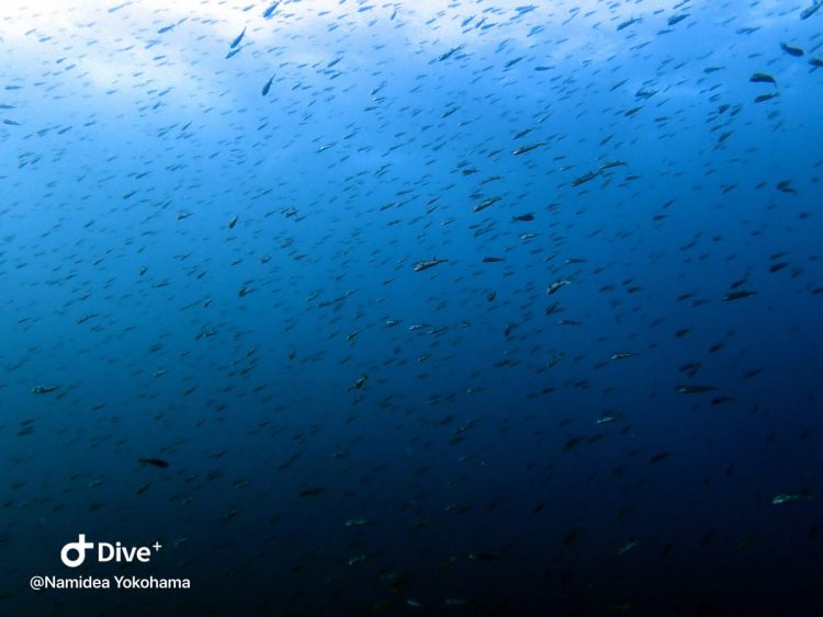 Namideaクリスマス最終週末!