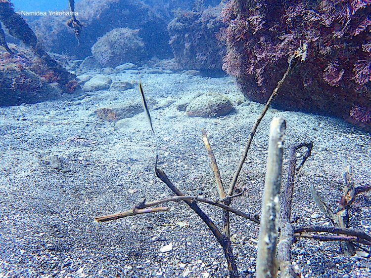 福浦にとっても珍しいヘコアユ登場中