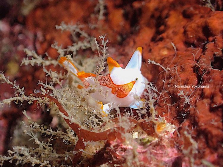 カエルアンコウ祭 白いクマドルカエルアンコウ