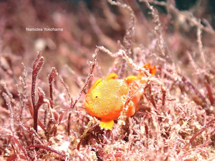 カエルアンコ祭 浅場のイロカエルアンコウ
