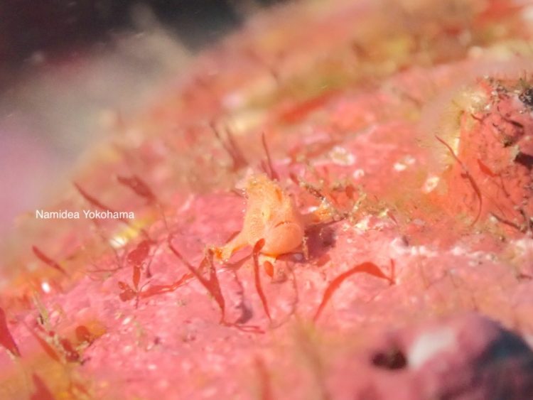 カエルアンコウ祭 小さいオオモンカエルアンコウ