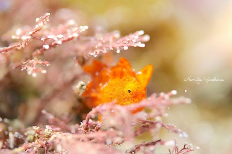 隠れているような様子のイロカエルアンコウ