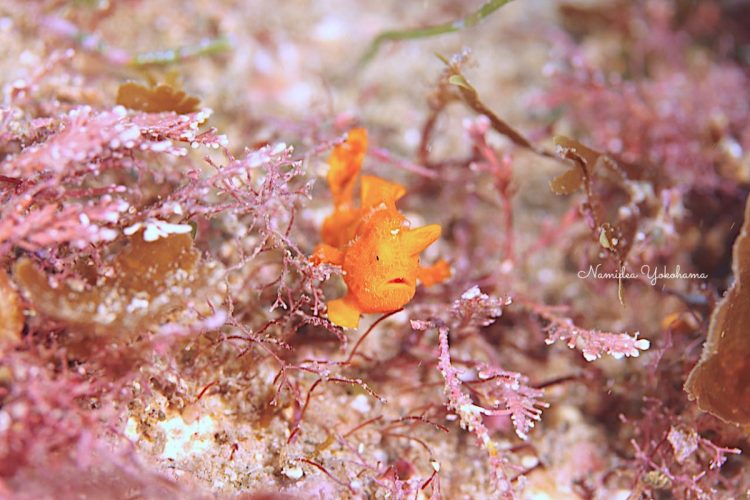 一生懸命移動している黄金崎のイロカエルアンコウ