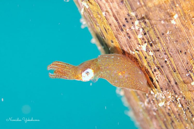 ナミディア 年越しツアー　店長が教えてくれたヒメイカ