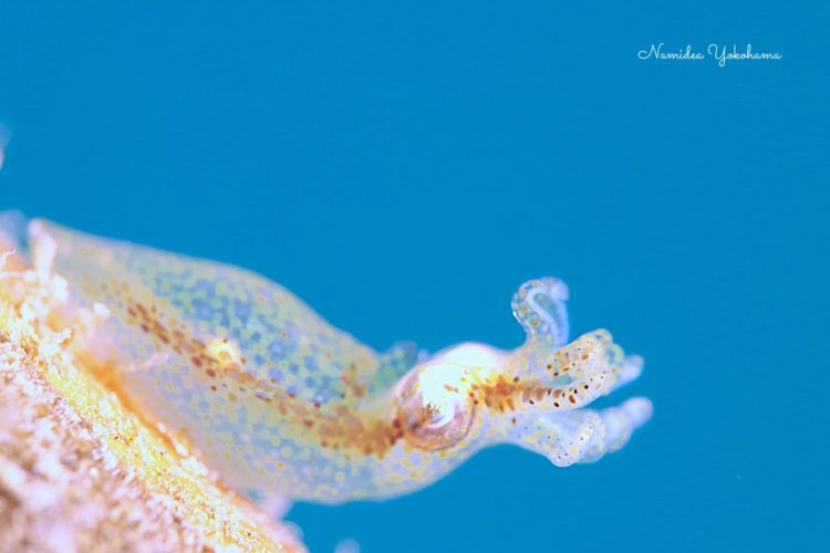 青抜きの写真は相当苦労することを痛感した写真