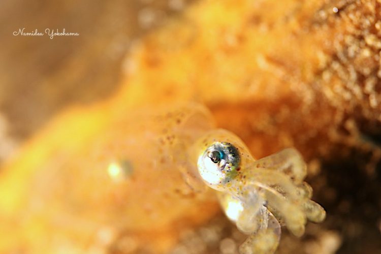 唯一ピンが少し目に合っていたヒメイカの写真