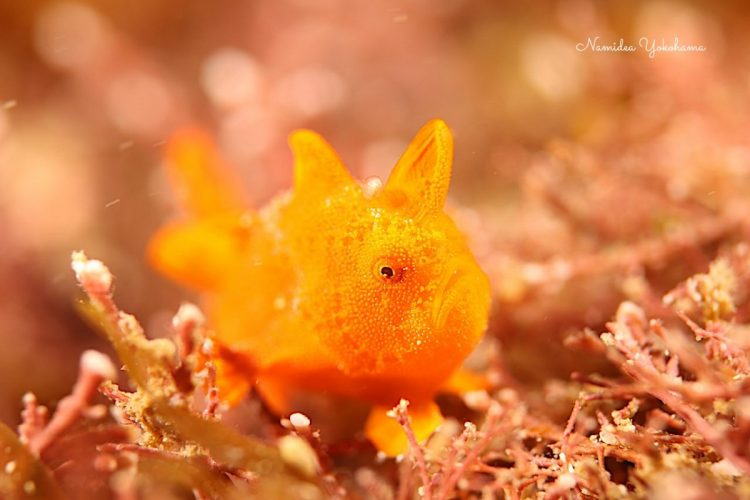 Namidea ダイビング アップ目に撮影したイロカエルアンコウ