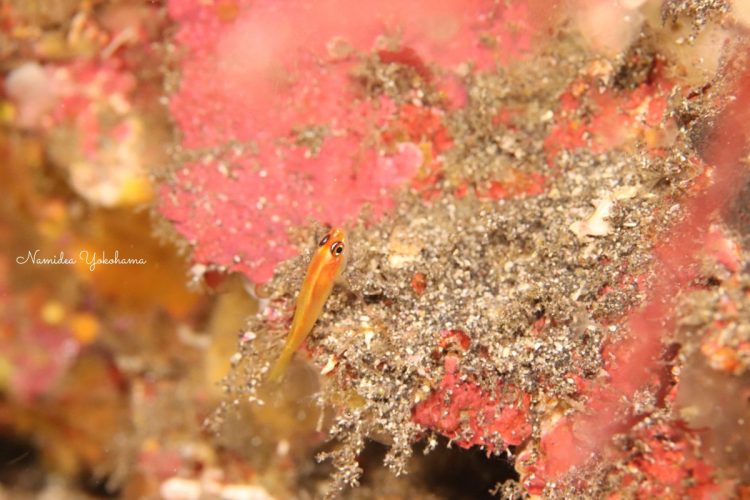 伊豆大島 秋の浜 スタッフ休日ダイビング ヒメニラミハゼ