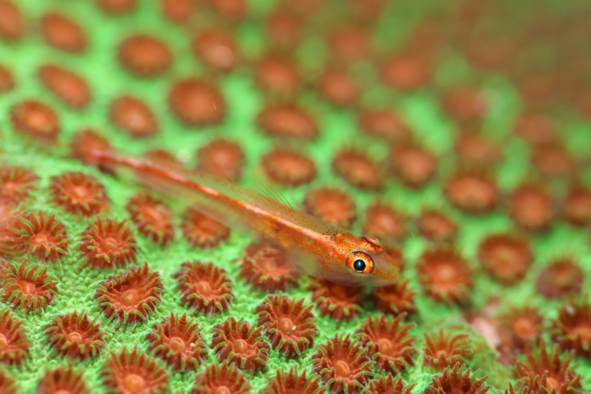 Namidea 休日大島ダイビング！