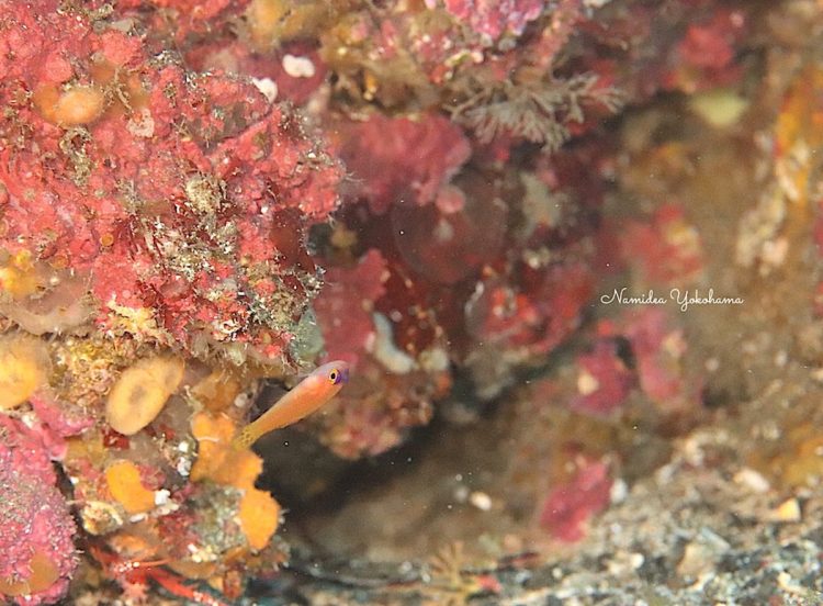 激レアのハゼ ダイトクベニハゼ 伊豆大島 秋の浜