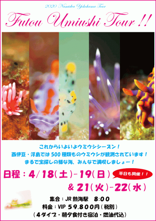 Namidea 春のウミウシ浮島ツアー！