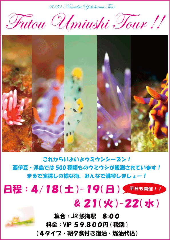 Namidea 春のウミウシ浮島ツアー!