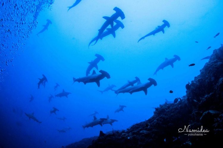 Namideaハンマーヘッドシャーク！