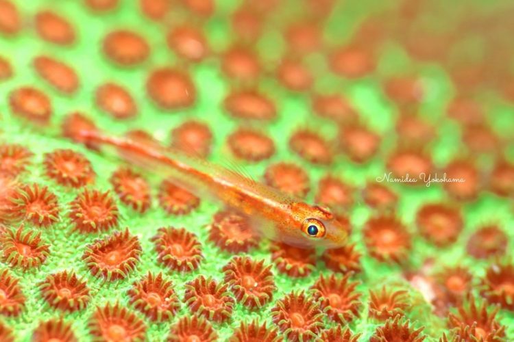 Namidea ダイビング 伊豆大島 ヒメニラミベニハゼ