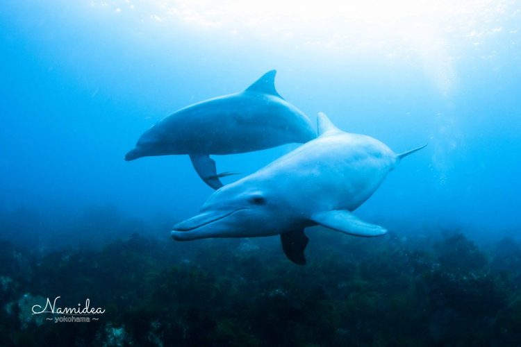ナミディア図鑑ミナミバンドウイルカ