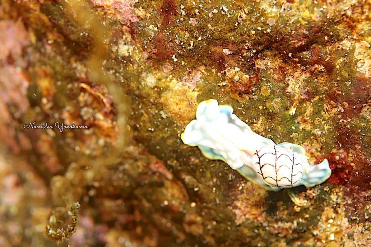 伊豆大島秋の浜で発見! コンシボリガイ