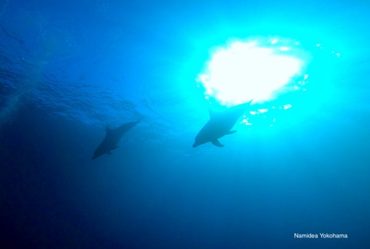 まるで太陽から泳いできたようなミナミバンドウイルカ