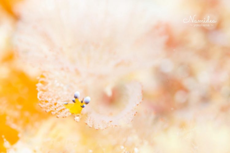 ナミディア海の生物図鑑！ウデフリツノザヤウミウシ