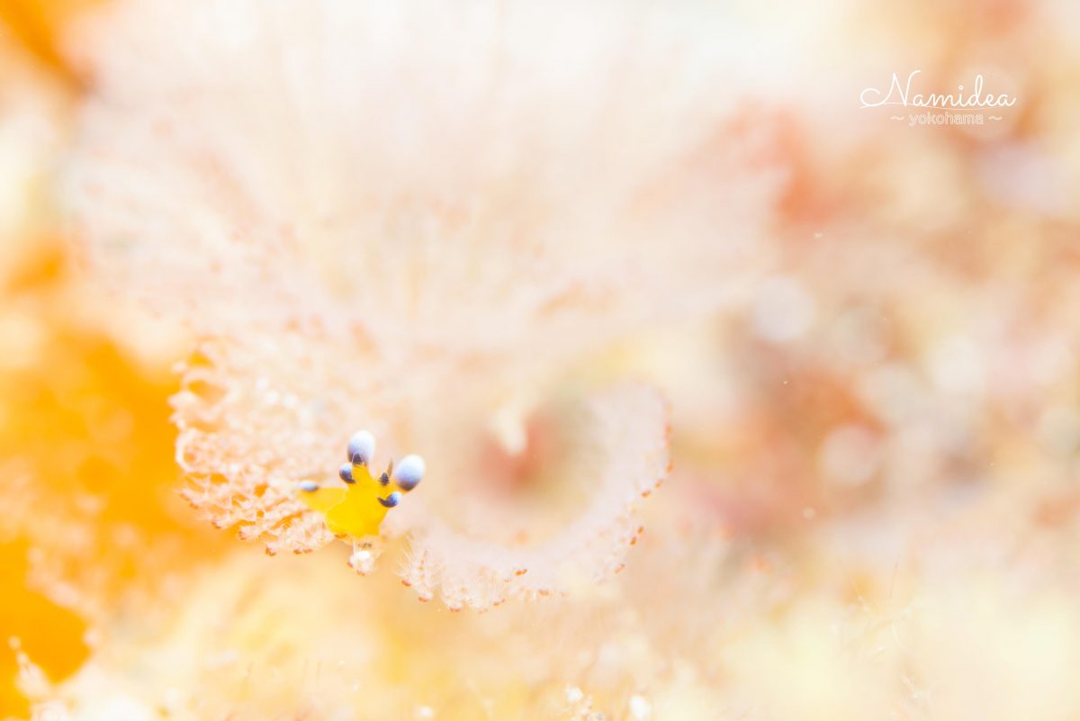 ナミディア海の生物図鑑!ウデフリツノザヤウミウシ