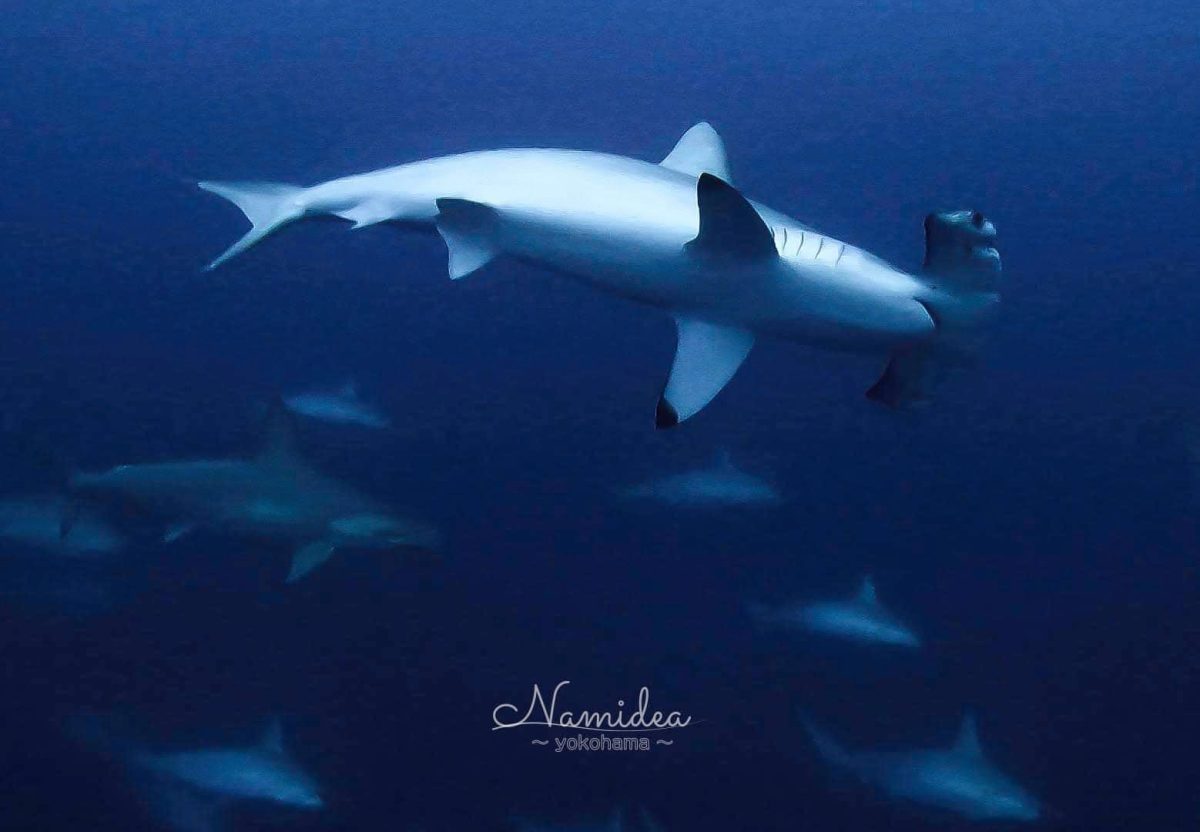 2024年2月Namidea与那国島ツアー！