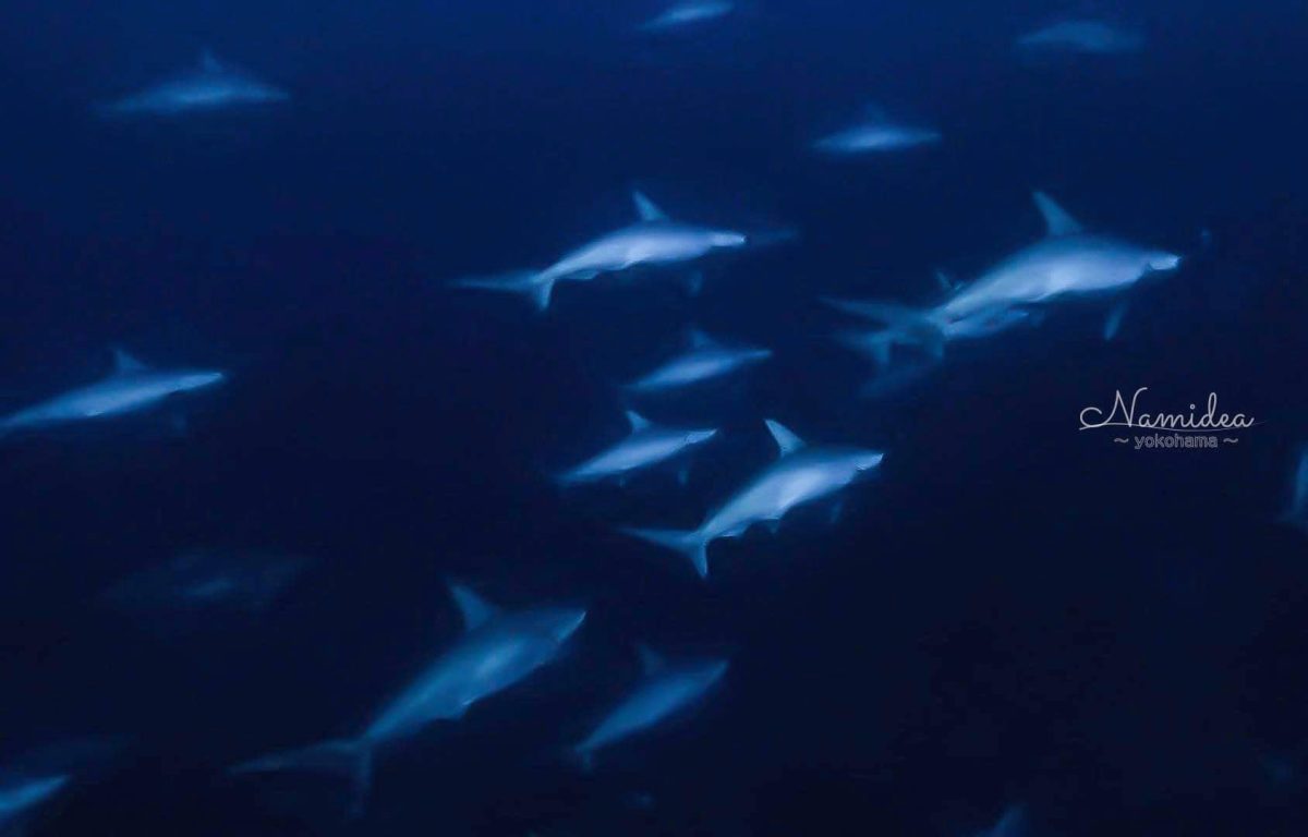 2024年2月Namidea与那国島ツアー！