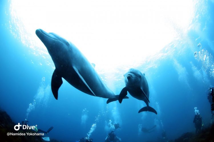 Namidea Yokohama イルカ