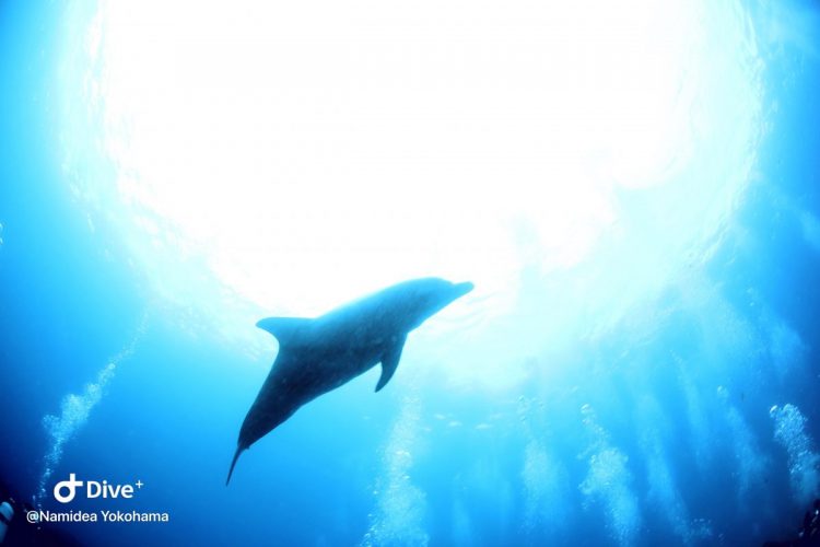 Namidea Yokohama 初島イルカ!