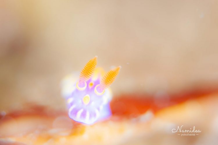 ミヤミラウミウシ