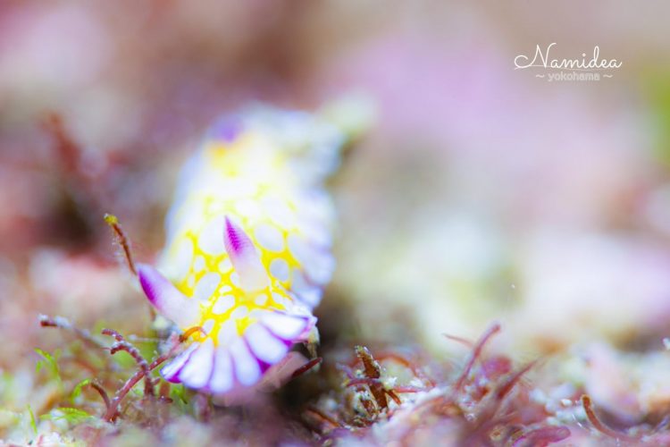Namidea 春のウミウシ浮島ツアー!