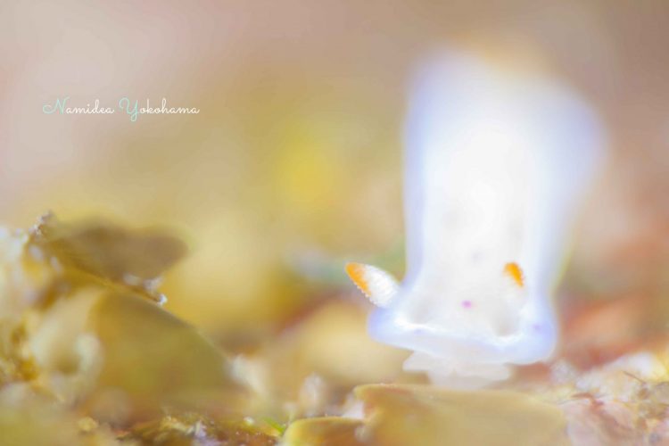 Namidea 春のウミウシ浮島ツアー!