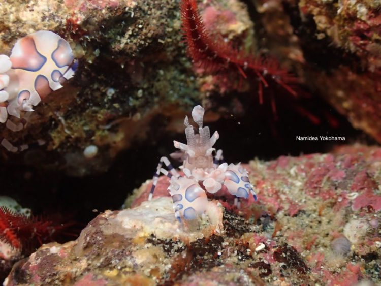 初島のフリソデエビが一番いいサイズ