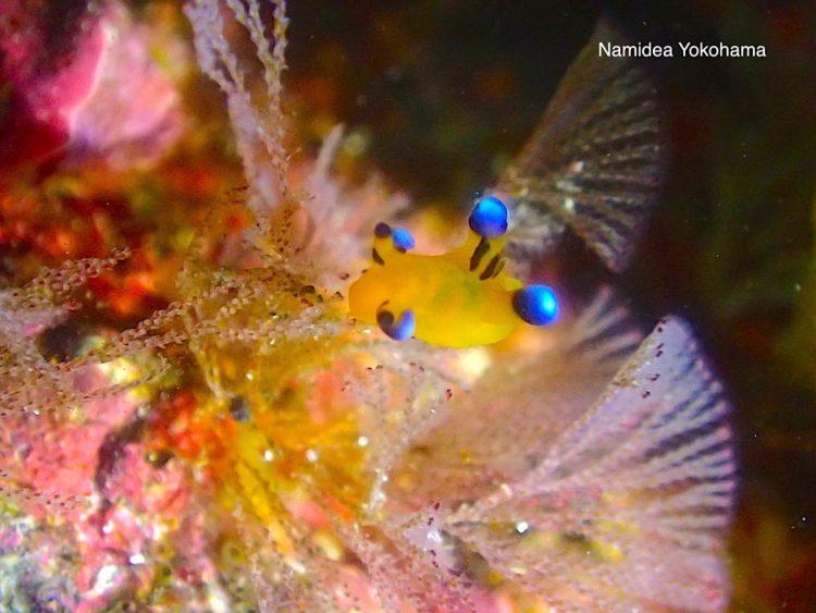ナミディア ヨコハマ 大瀬崎日帰りビーチツアー ウデフリツノザヤウミウシ(ピカチュウ)