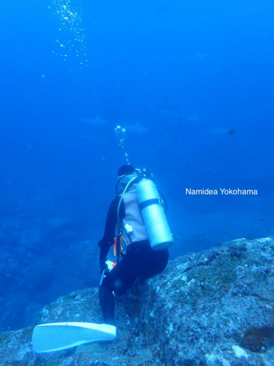 ハンマーヘッドに夢中