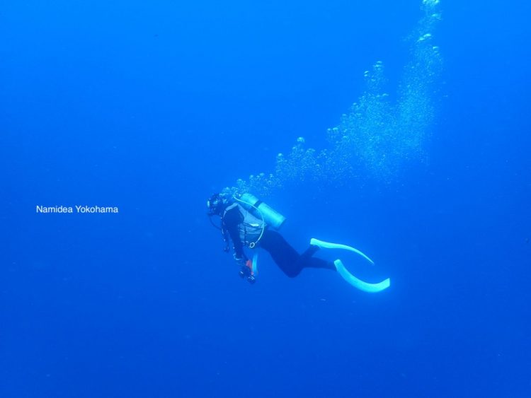 ハンマヘッドシャークを探し求めている最中