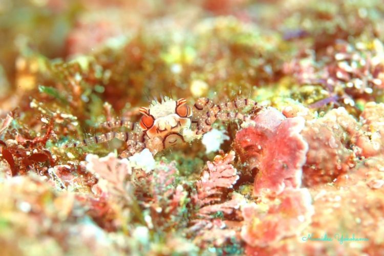 伊豆大島 秋の浜 キンチャクガニ
