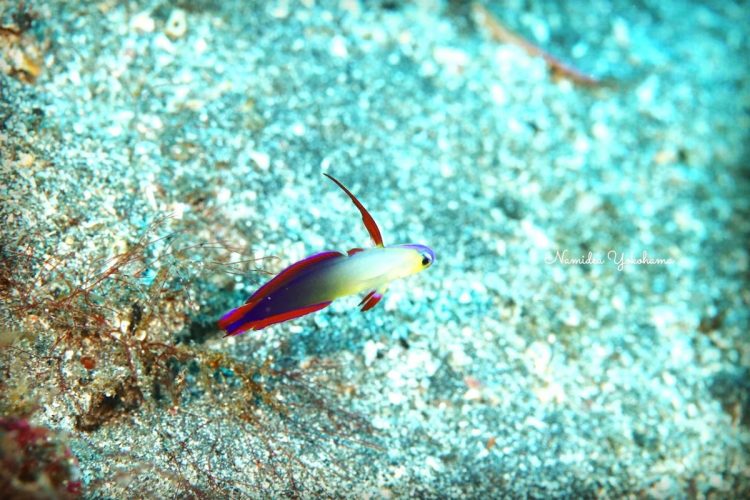 ナミディア ヨコハマ 伊豆大島 アケボノハゼ アサヒの根