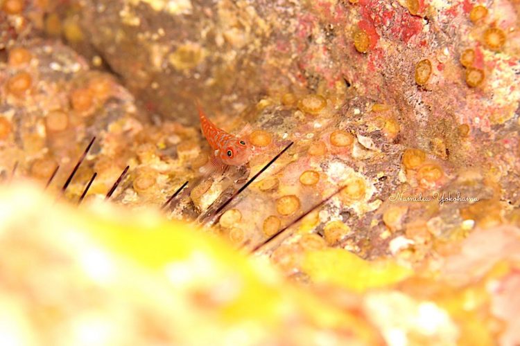 伊豆大島秋の浜 何ハゼかまだ区別がつかない…