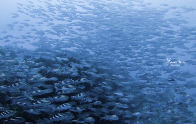 Namidea Yokohama 秋の浜の群れ!