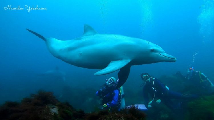 こんなに近くで潜れるは初島だけ!