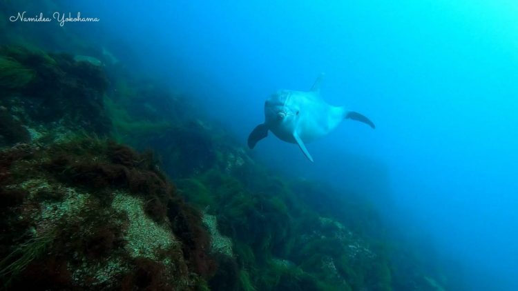 絶対にイルカがこっちを見てくれている!