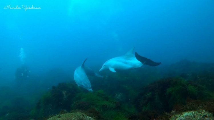Namidea初島ツアー ミナミバンドウイルカ