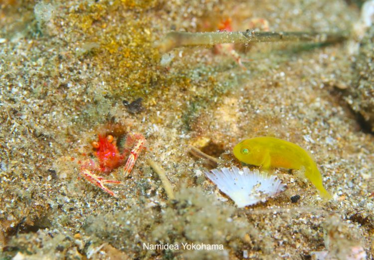 Namidea Yokohama フィリピンアニラオ マクロ天国 ロボコンとミジン